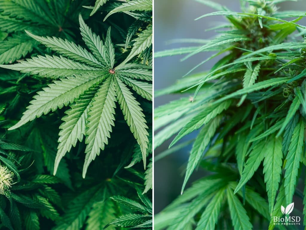 cannabis indica vs sativa