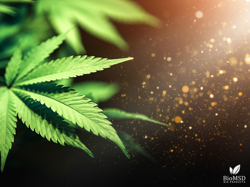 Τι Θεραπεύει η Κάνναβη